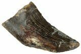 Serrated Tyrannosaur Tooth - Judith River Formation #263844-1